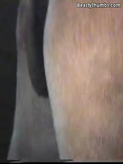 人类和动物-A-Gay公驴交配（Zoophilia动物马种马性别）资源多多,等着你欣赏 海报